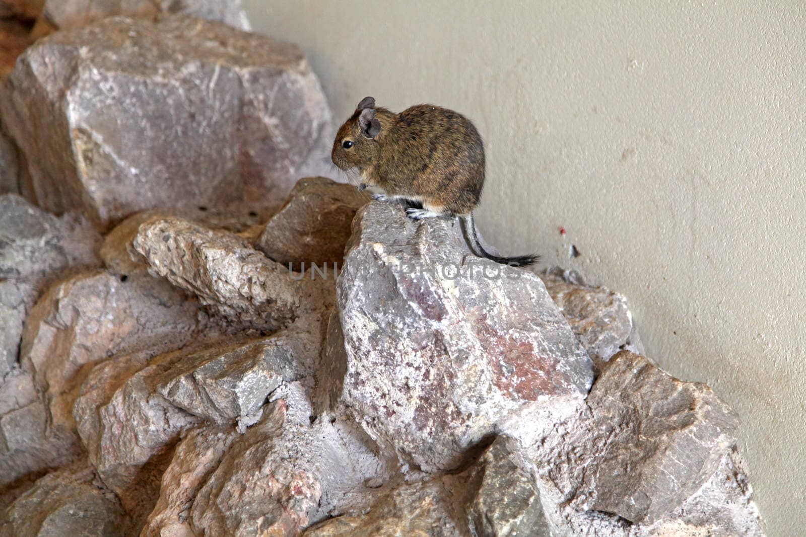 A Mongolian gerbil sitting on some rocks