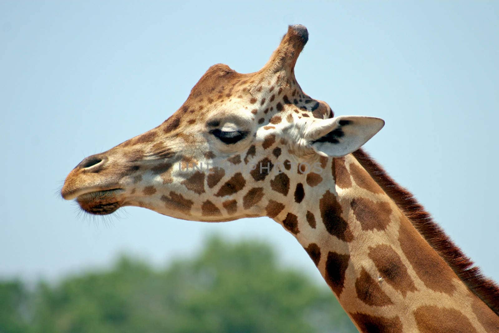 The head and neck of a giraffe