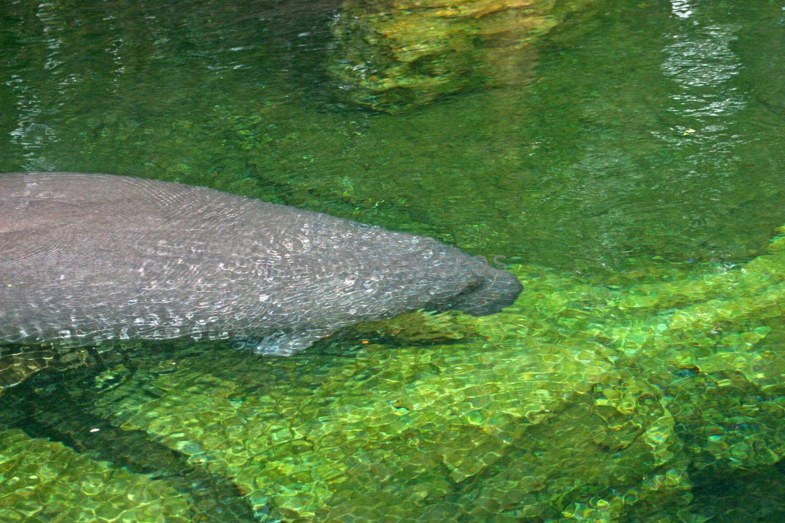 A manatee is swimming through the water