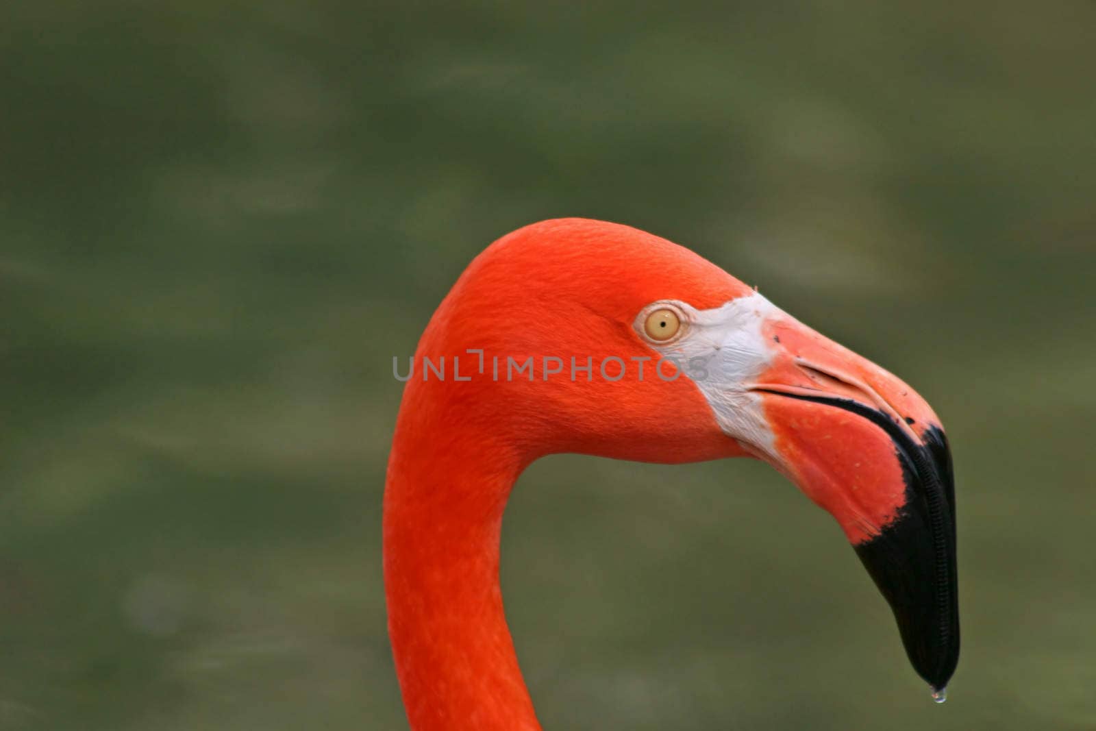 The head of a red flamingo, green background