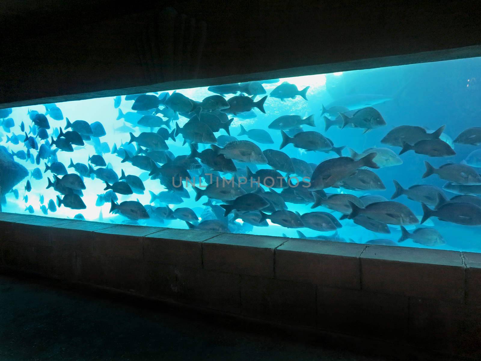 A large group of fish swimming in a tank