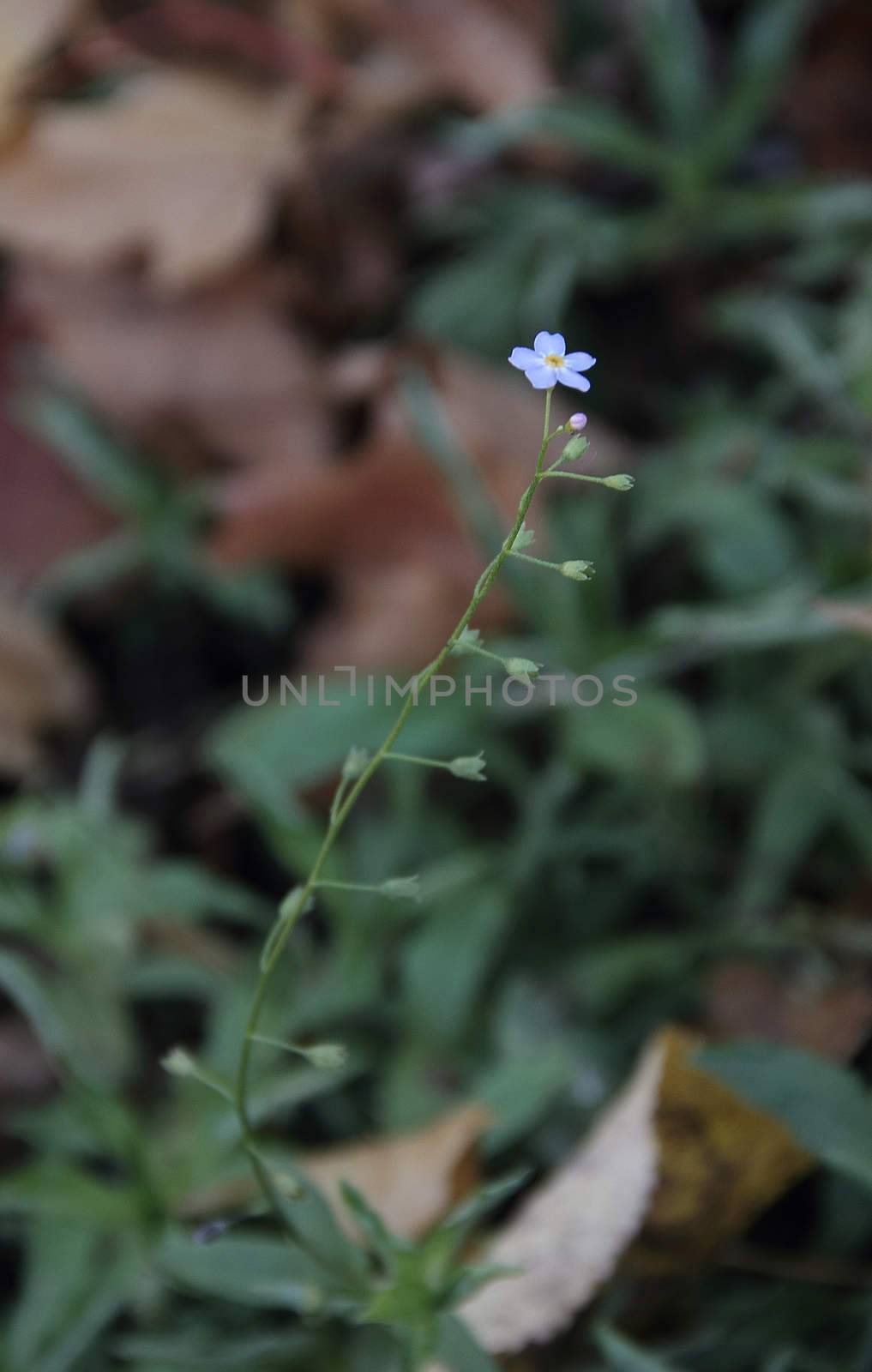 fade plant forget-me-not (Myosotis arvensis), Leningrad region, autumn 2015