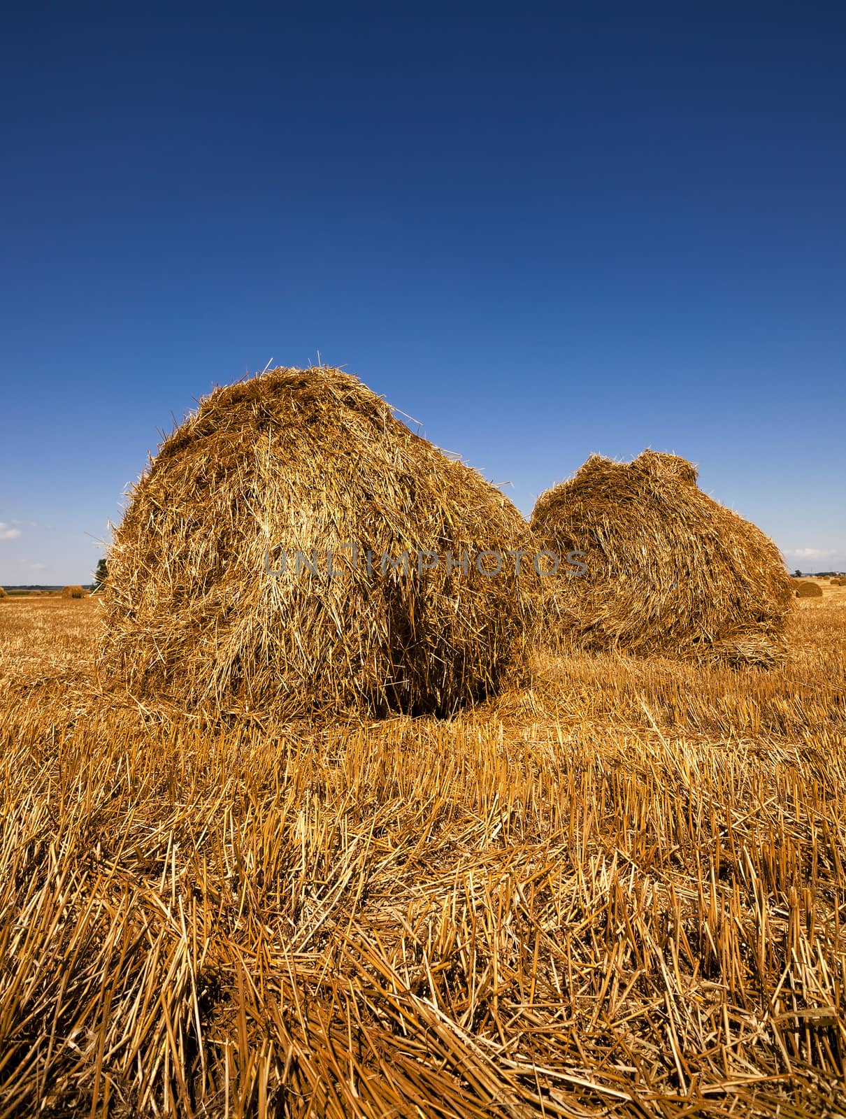   in a stack of twisted straw remains in the field after harvesting cereal