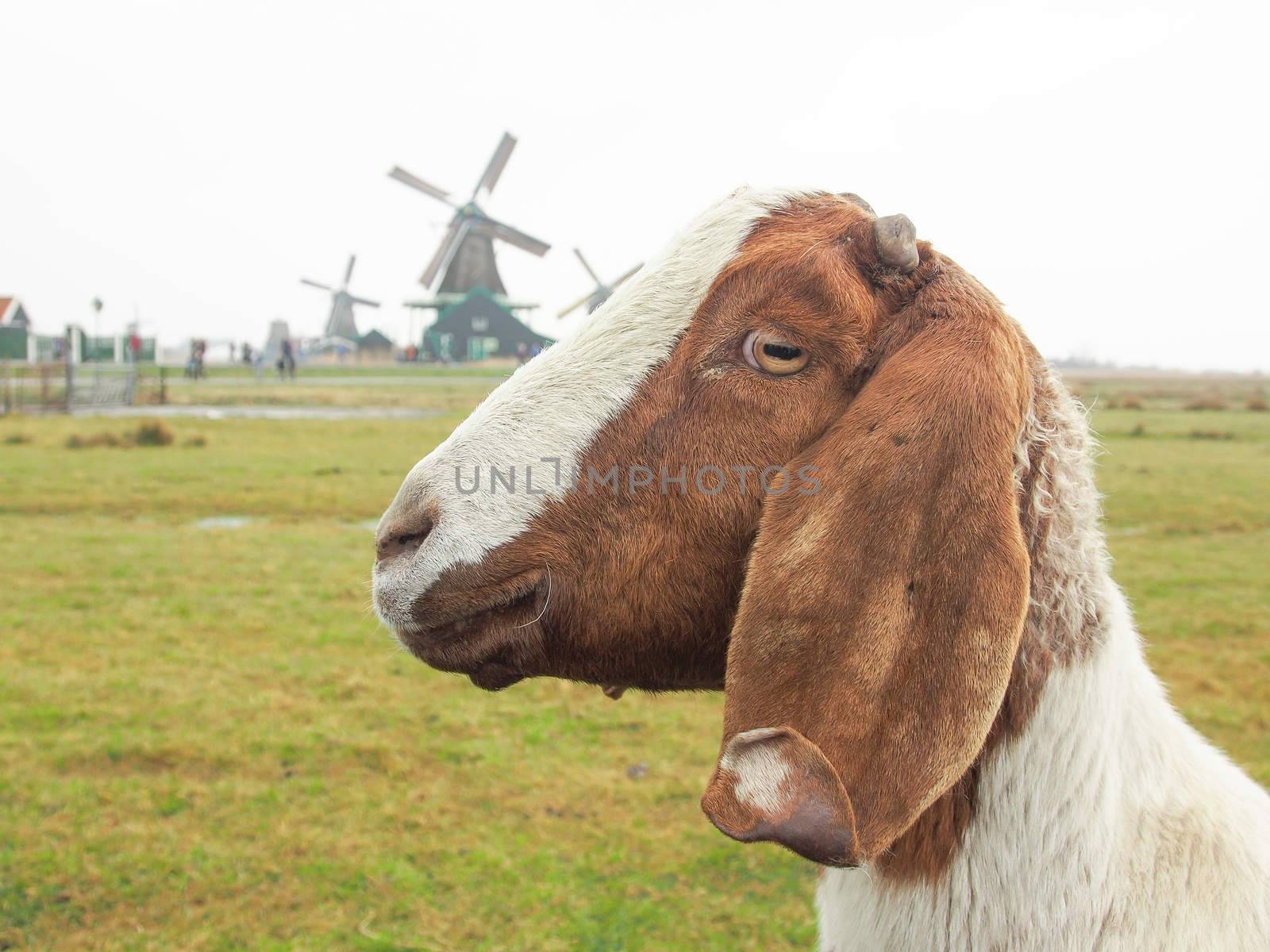 a goat in the field and  many windmills at Zaanse Schans , near Amsterdam , Nethrerlands