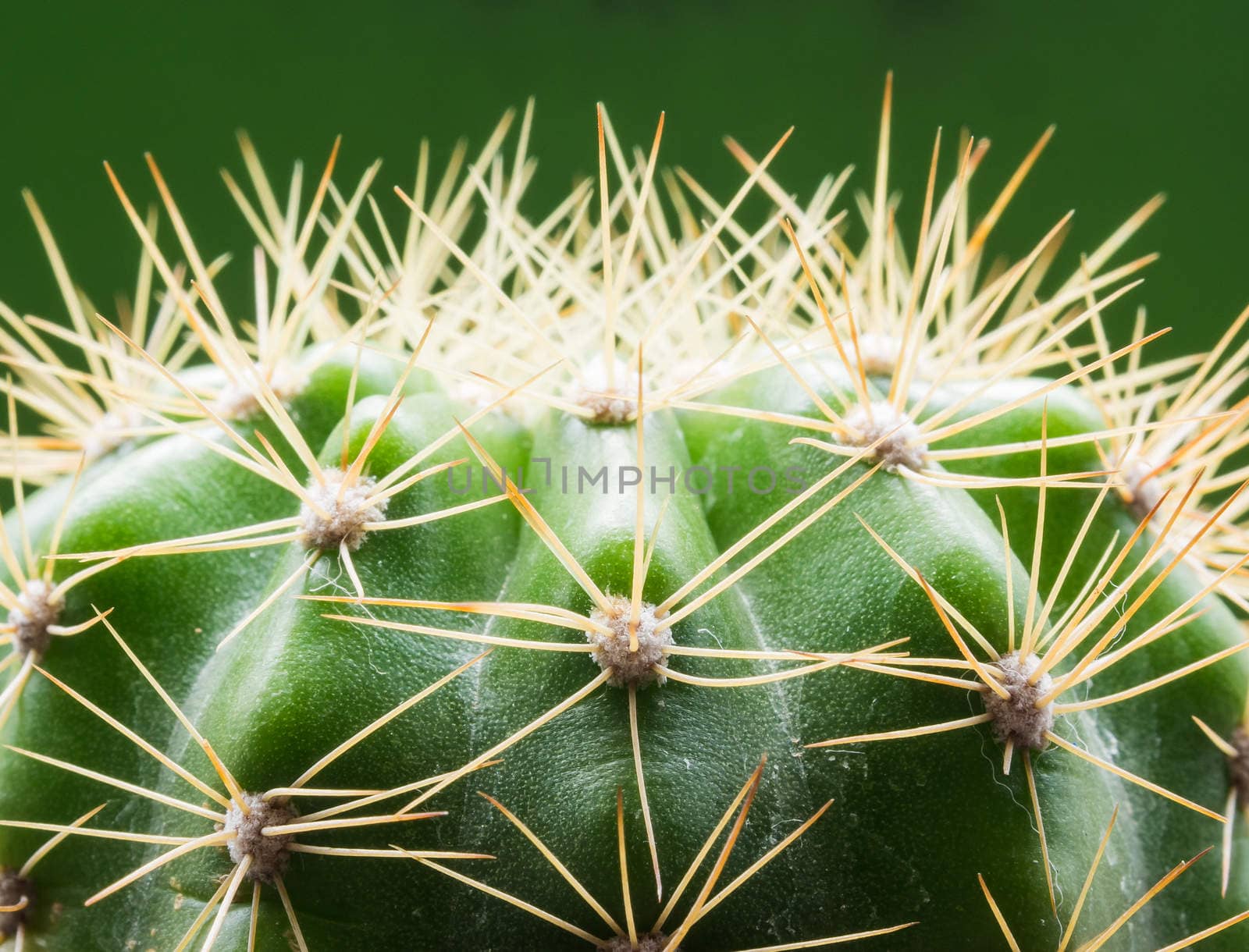 cactus and green background