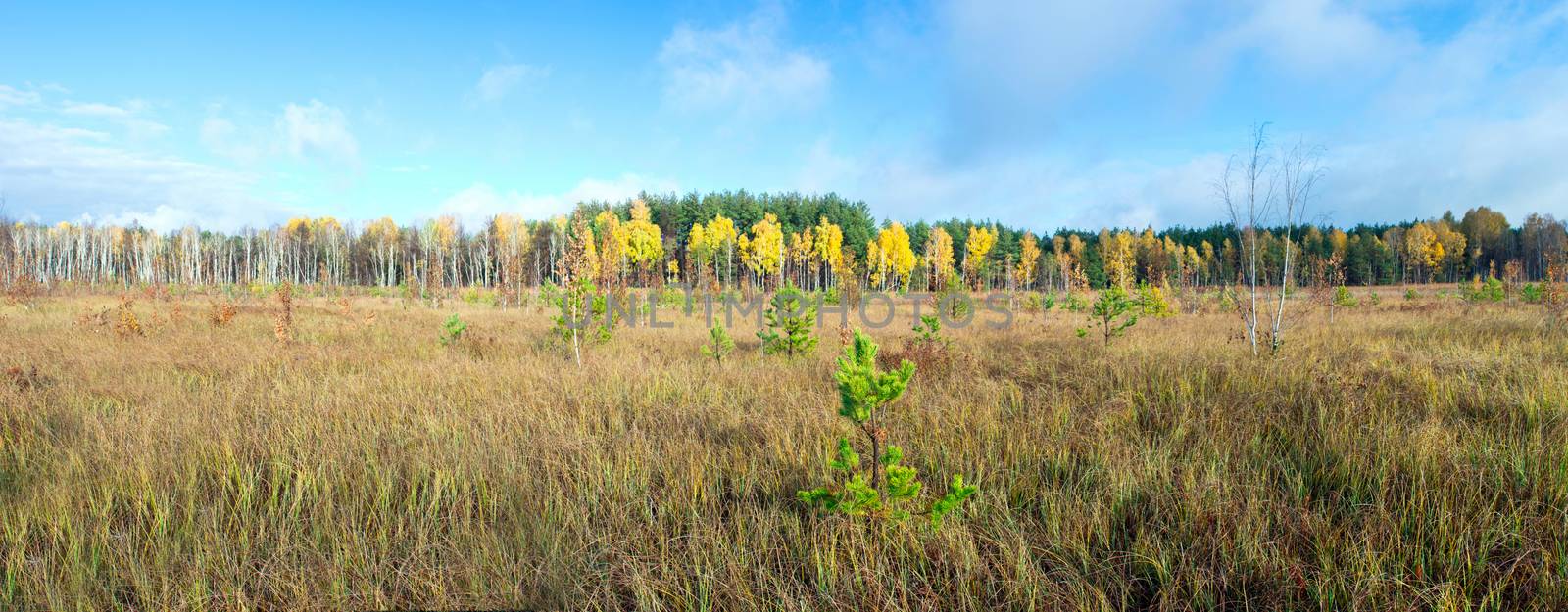 Collection of Beautiful Colorful Autumn Leaves / green, yellow,  by dolnikow