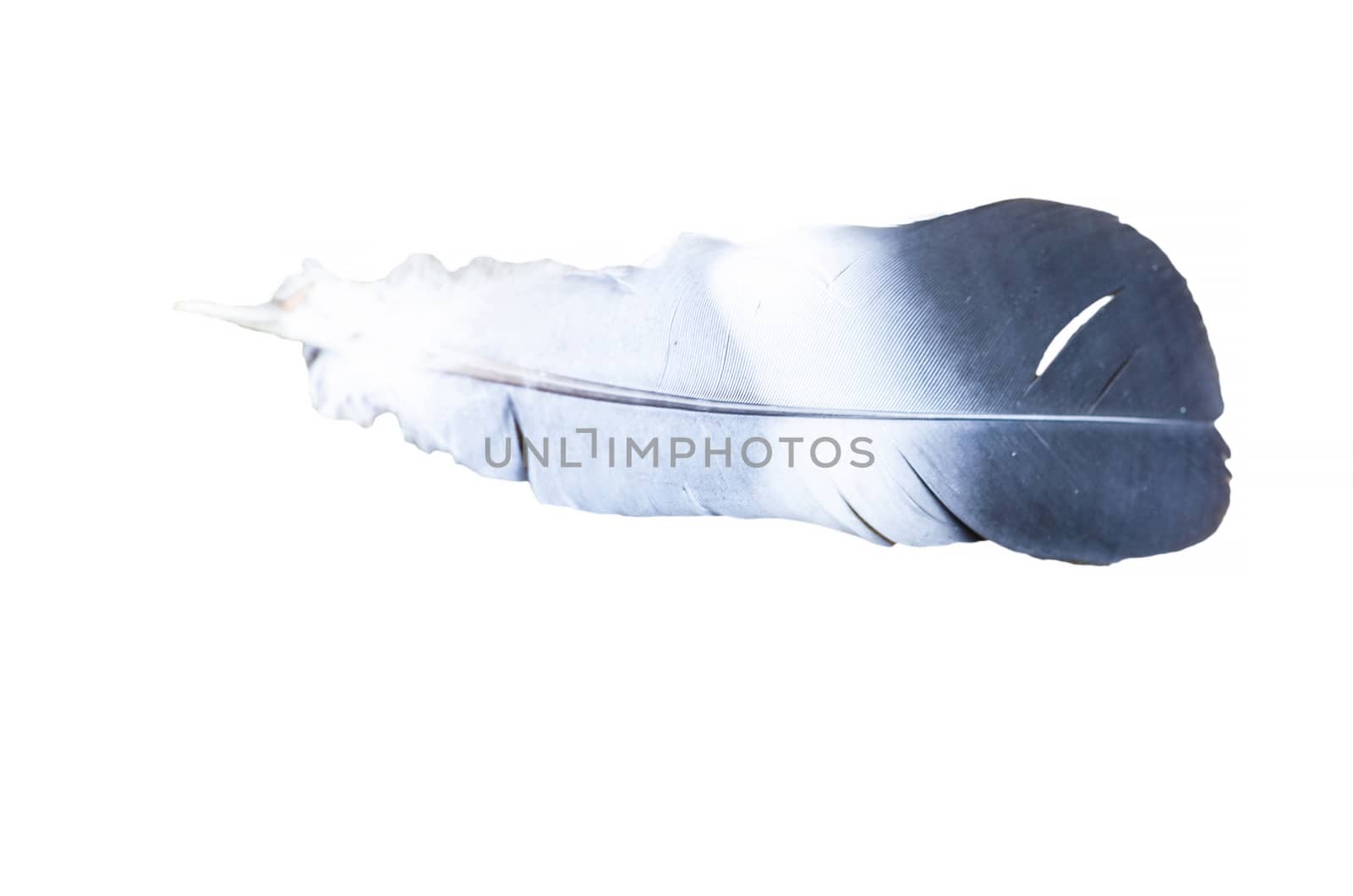 The black and white feathers of a magpie on white background.