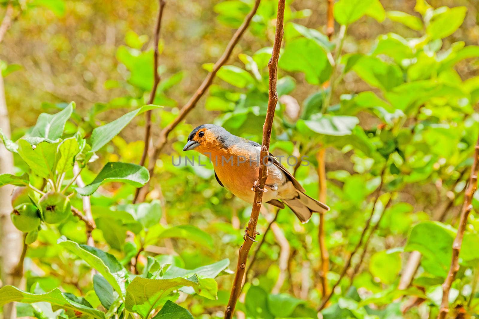 Madeiran chaffinch sitting on a branch in the tree
