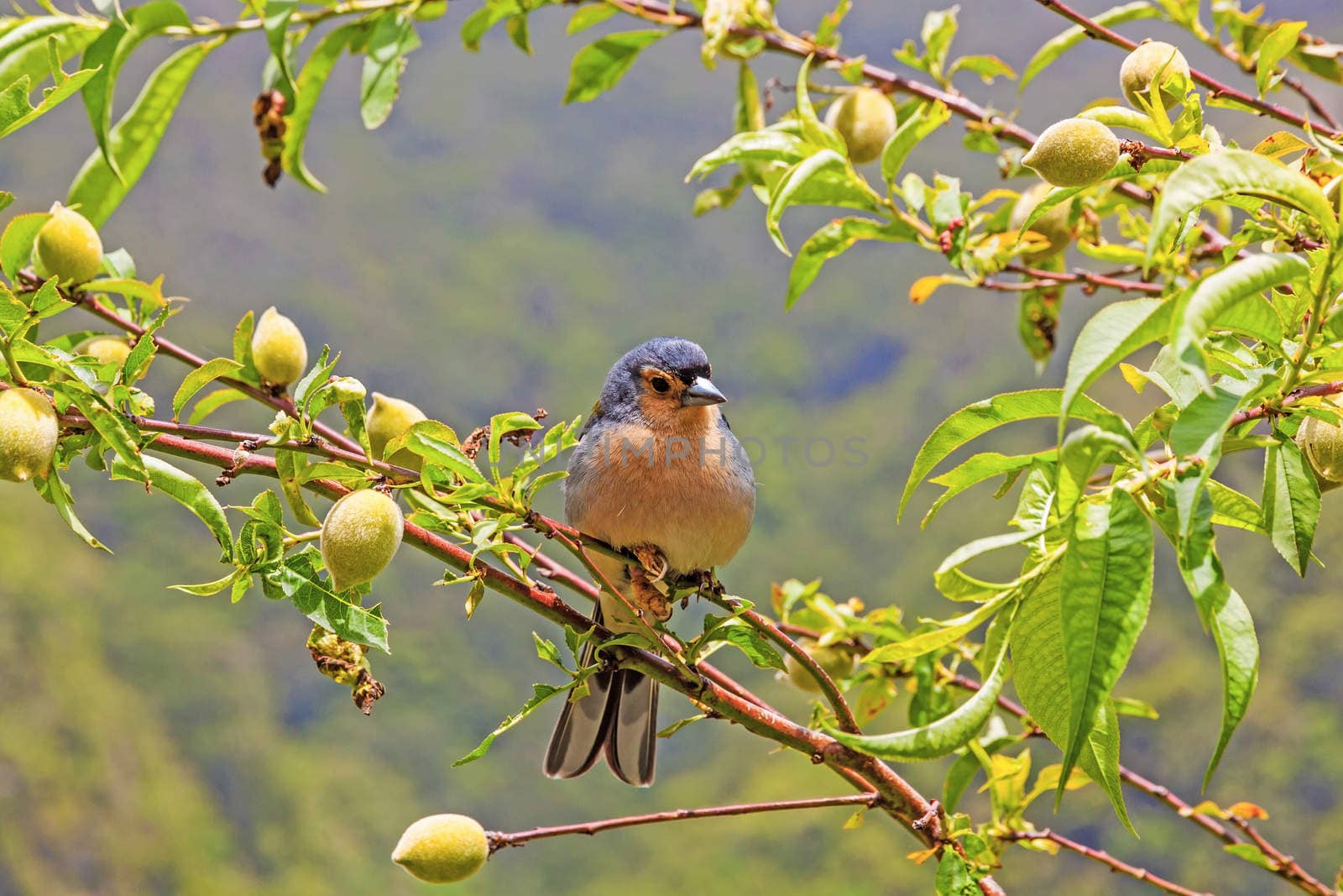 Madeiran chaffinch sitting on a branch in the tree