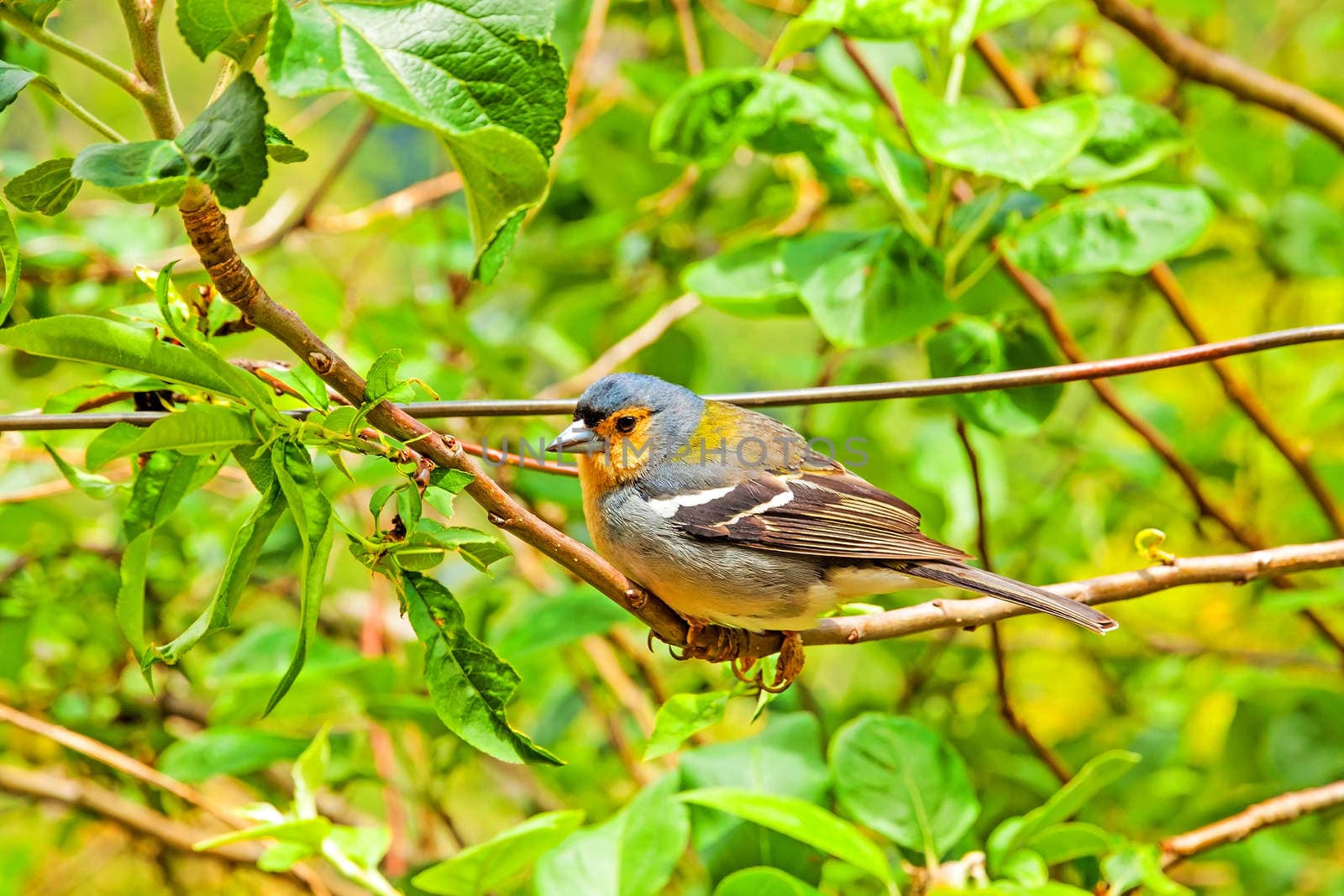Madeiran chaffinch sitting on a branch in the tree