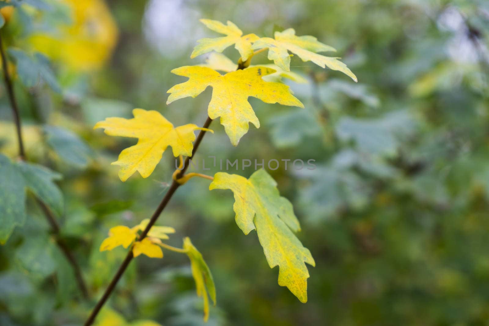 yellow leaves on field maple tree in autumn
