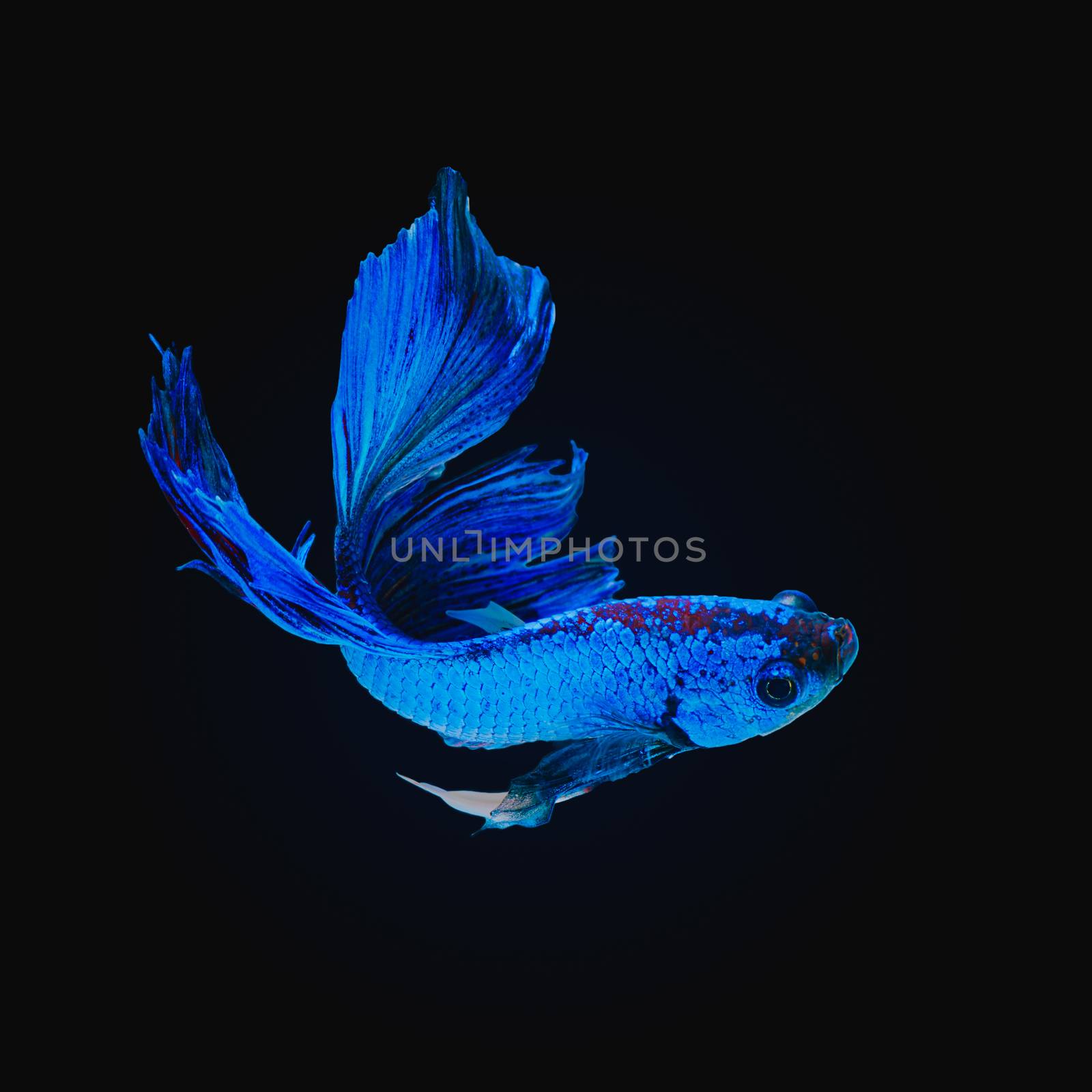 Betta fish, siamese fighting fish, betta splendens  isolated on black background