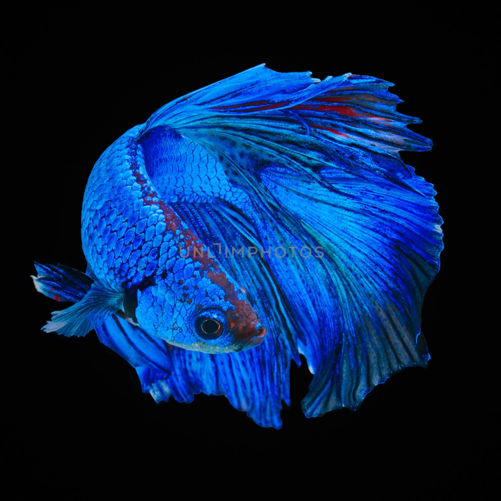 Betta fish, siamese fighting fish, betta splendens  isolated on black background