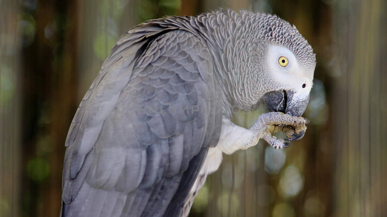 African Grey Parrot Eating and Flying away
