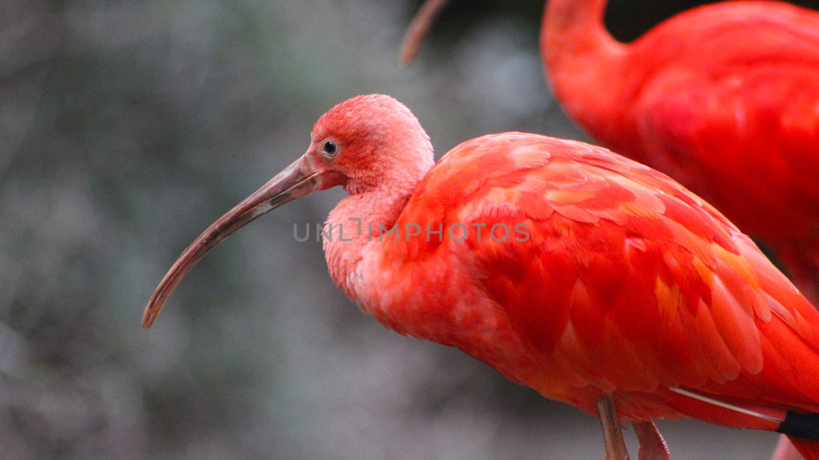 Beautiful Scarlet Ibis (Eudocimus ruber)