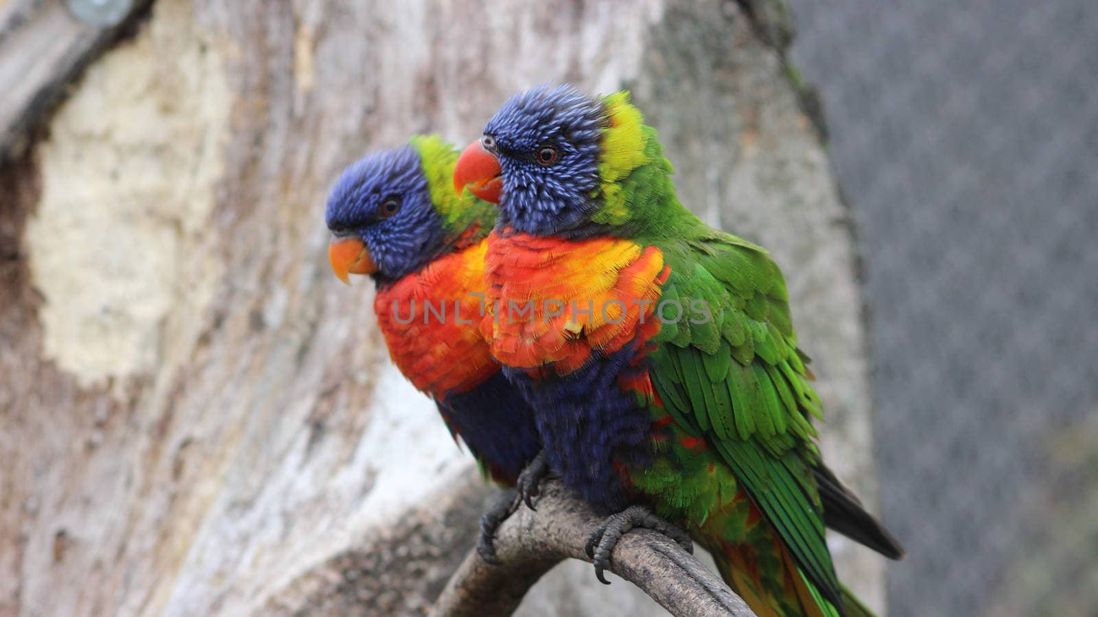 Couple of Rainbow Lorikeet Parrot on Branch