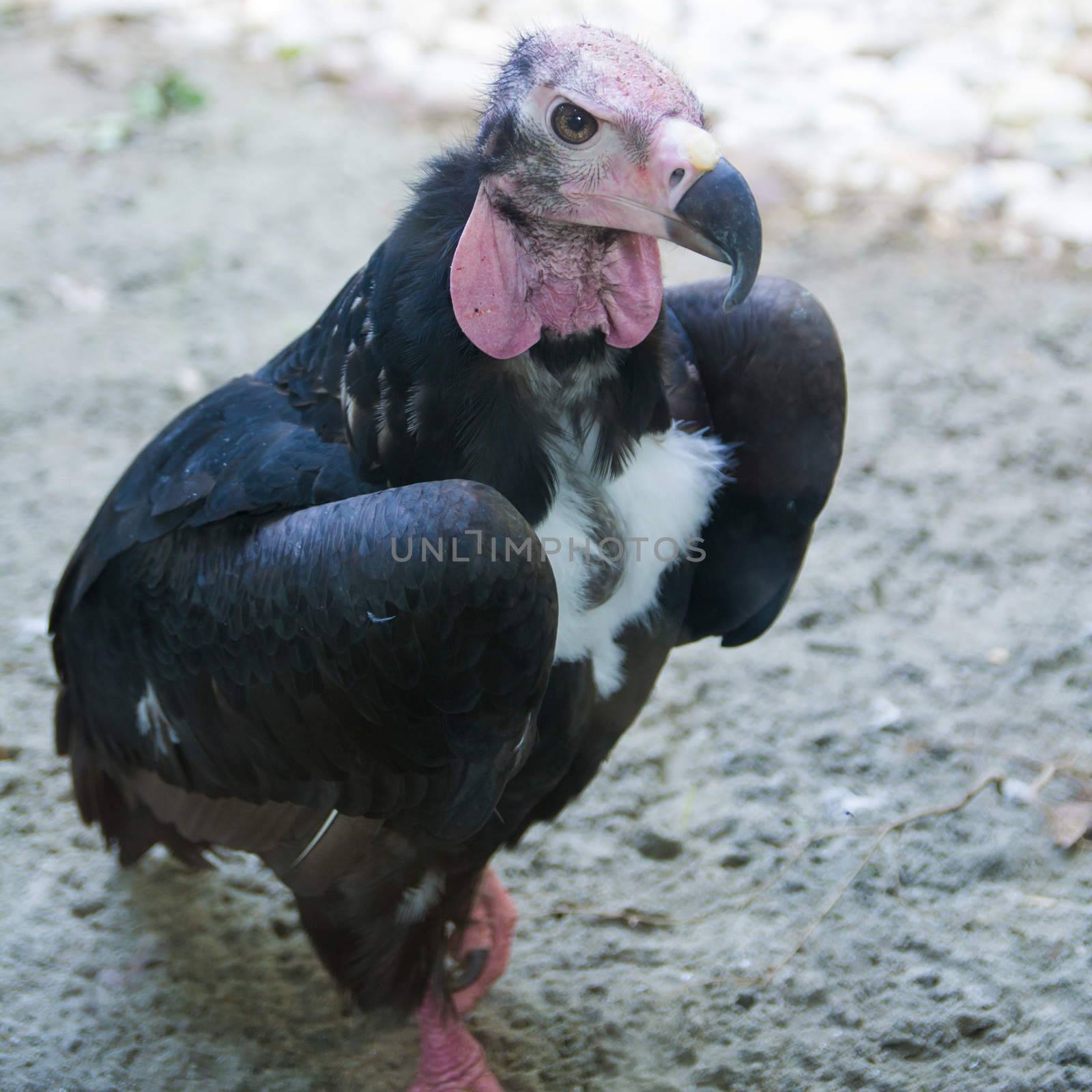 The Red-headed Vulture (Sarcogyps calvus). by Isaac74