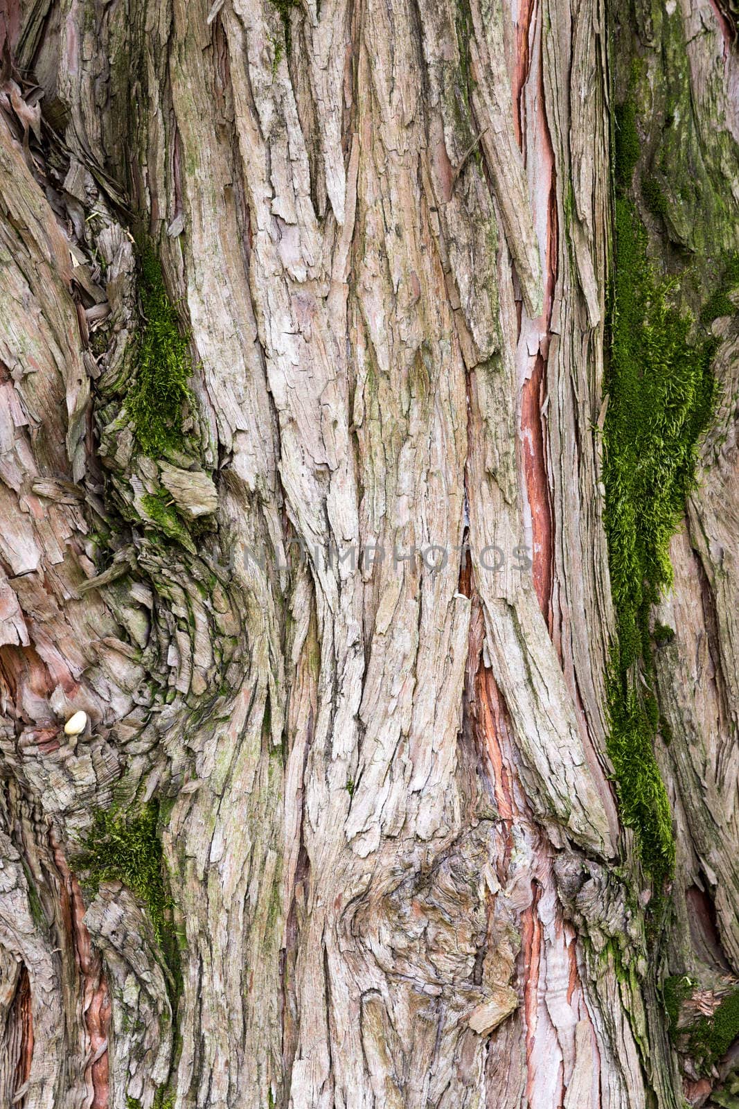 texture formed by the bark of an old tree by Isaac74