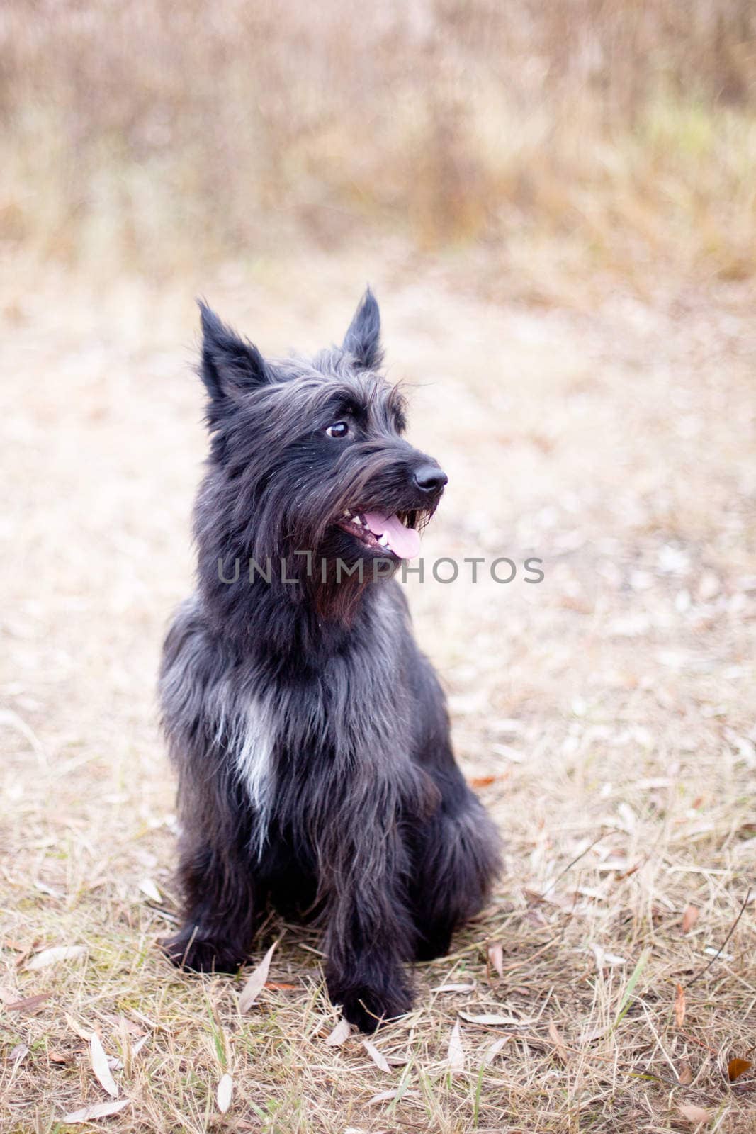A sitting black terrier on autumn background
