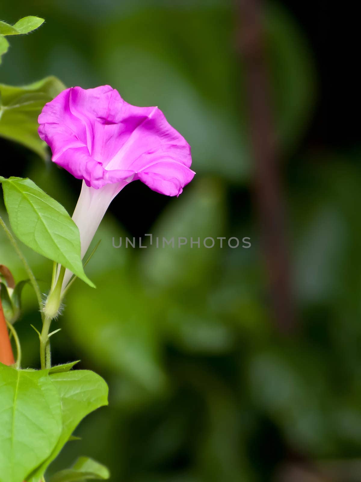 Beautiful pink flower of Morning glory(Ipomoea sp. Family Convolvulaceae), shallow depth of field with blur background,