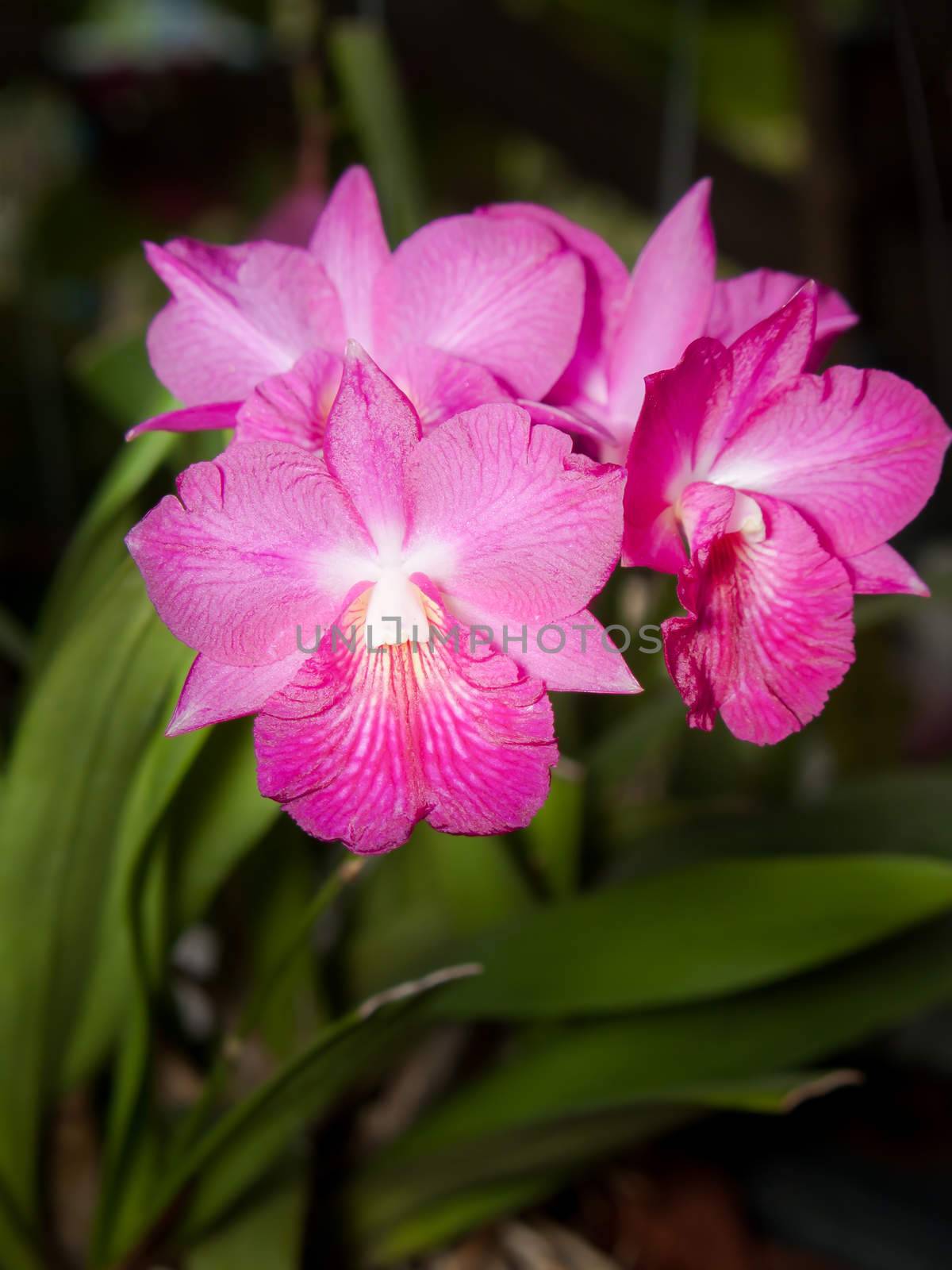 Cattleytonia Jamaica Red by Exsodus