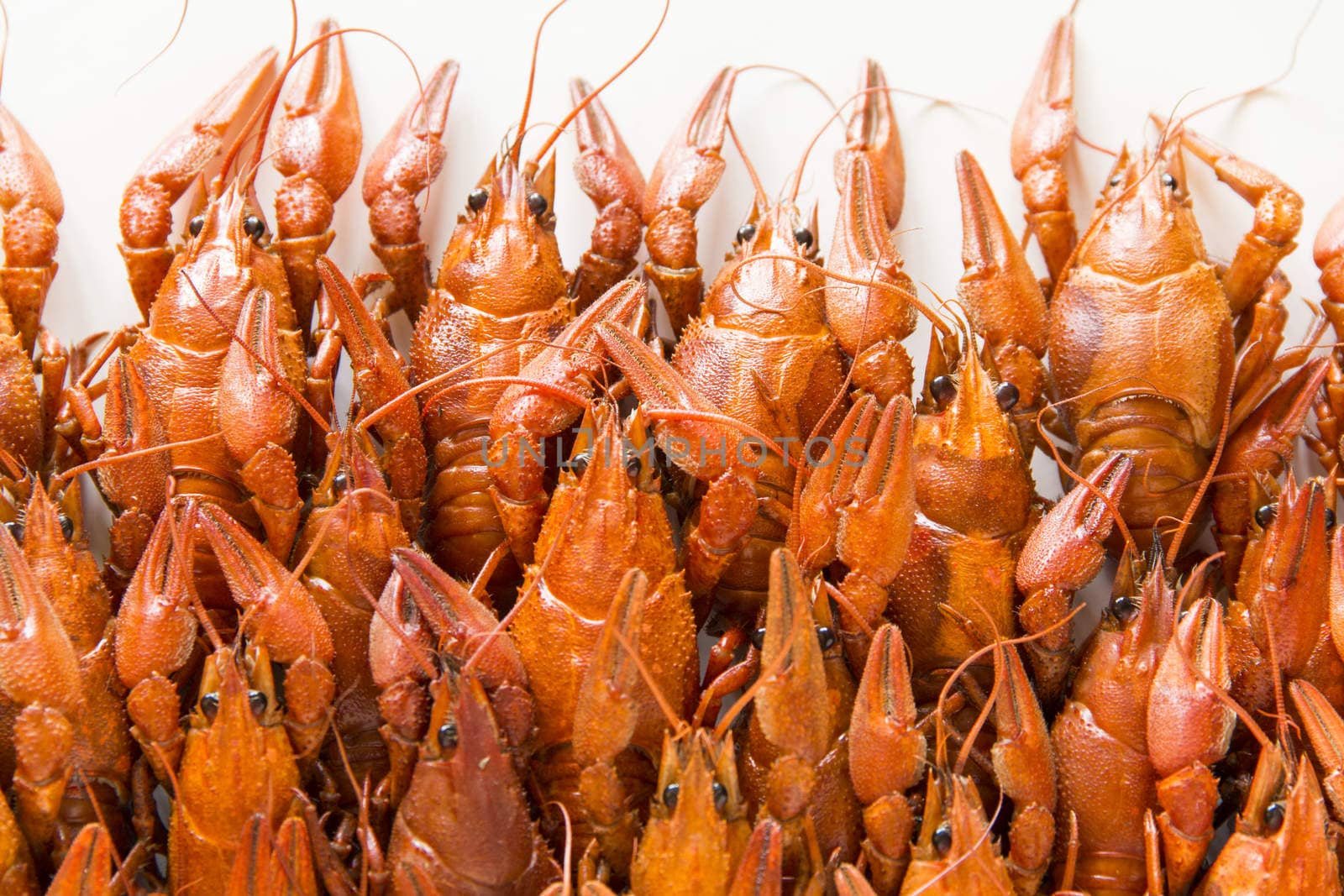 Photo of background with red boiled crawfishes