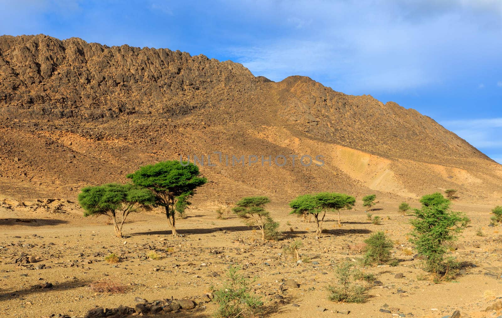 trees on a background of mountains in the Sahara desert, Morocco