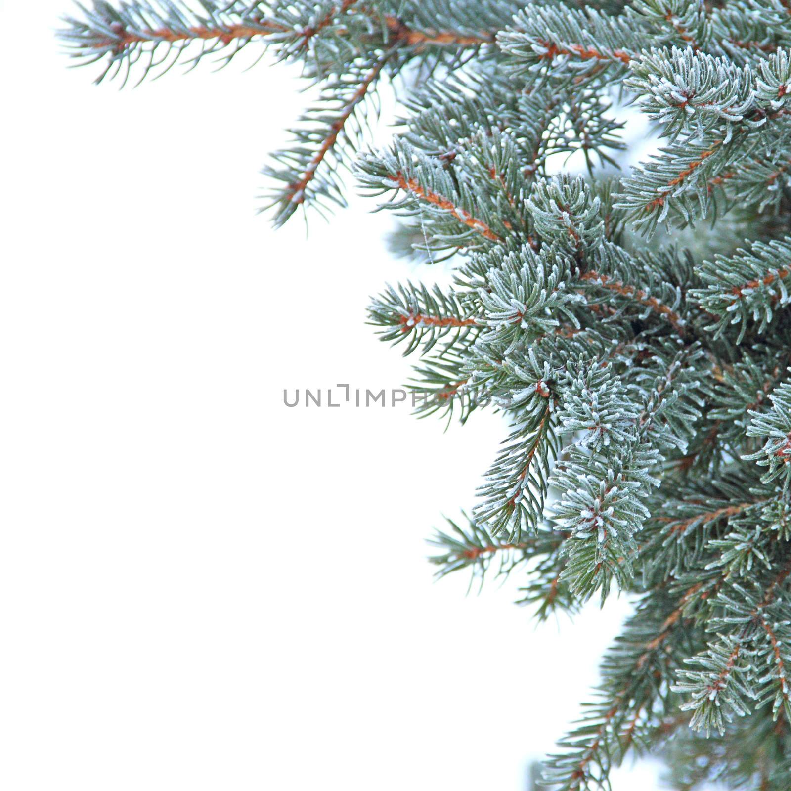 Natural frosted fir branch background close-up isolated on white
