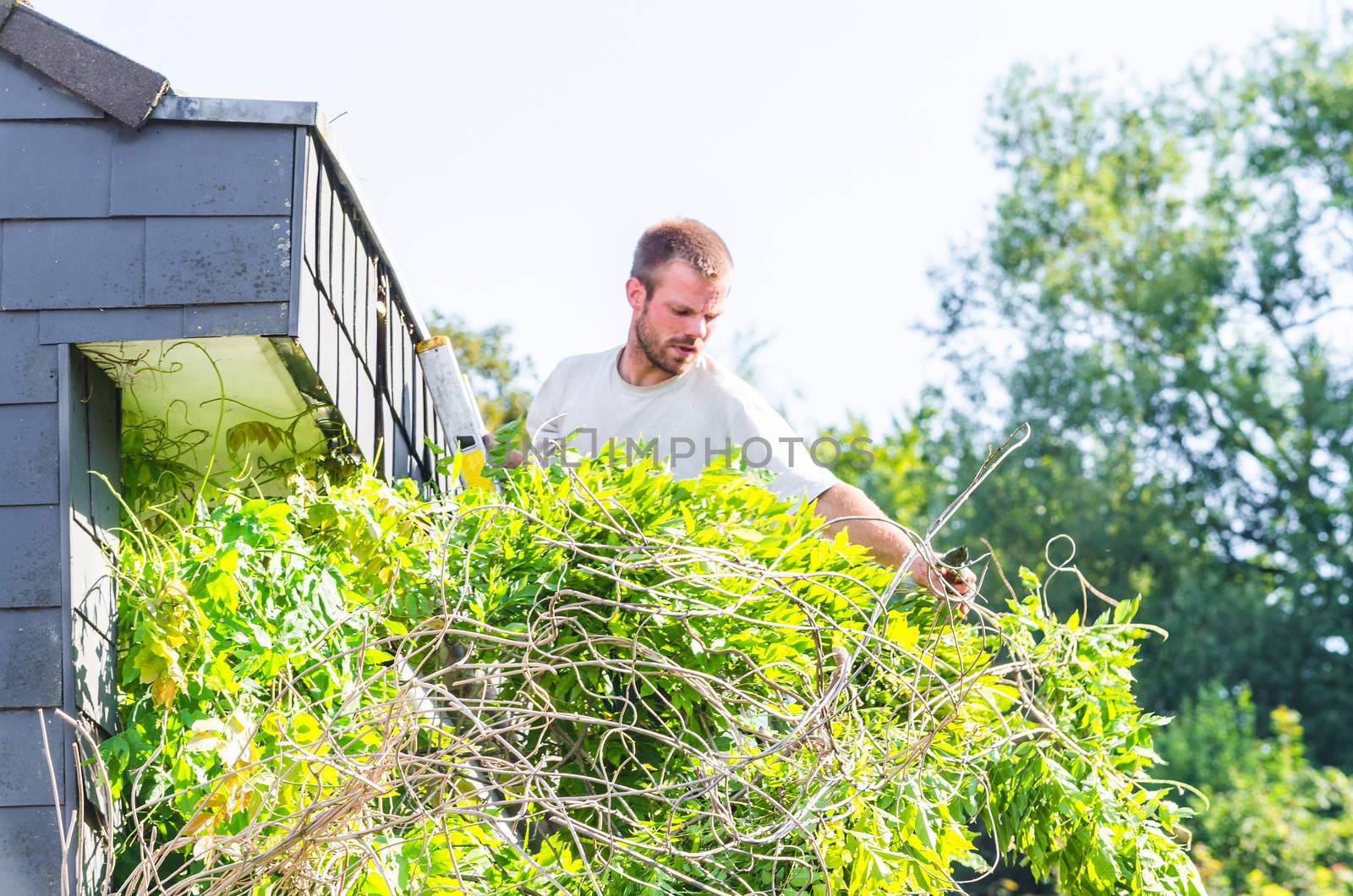 Gardener at work                 by JFsPic