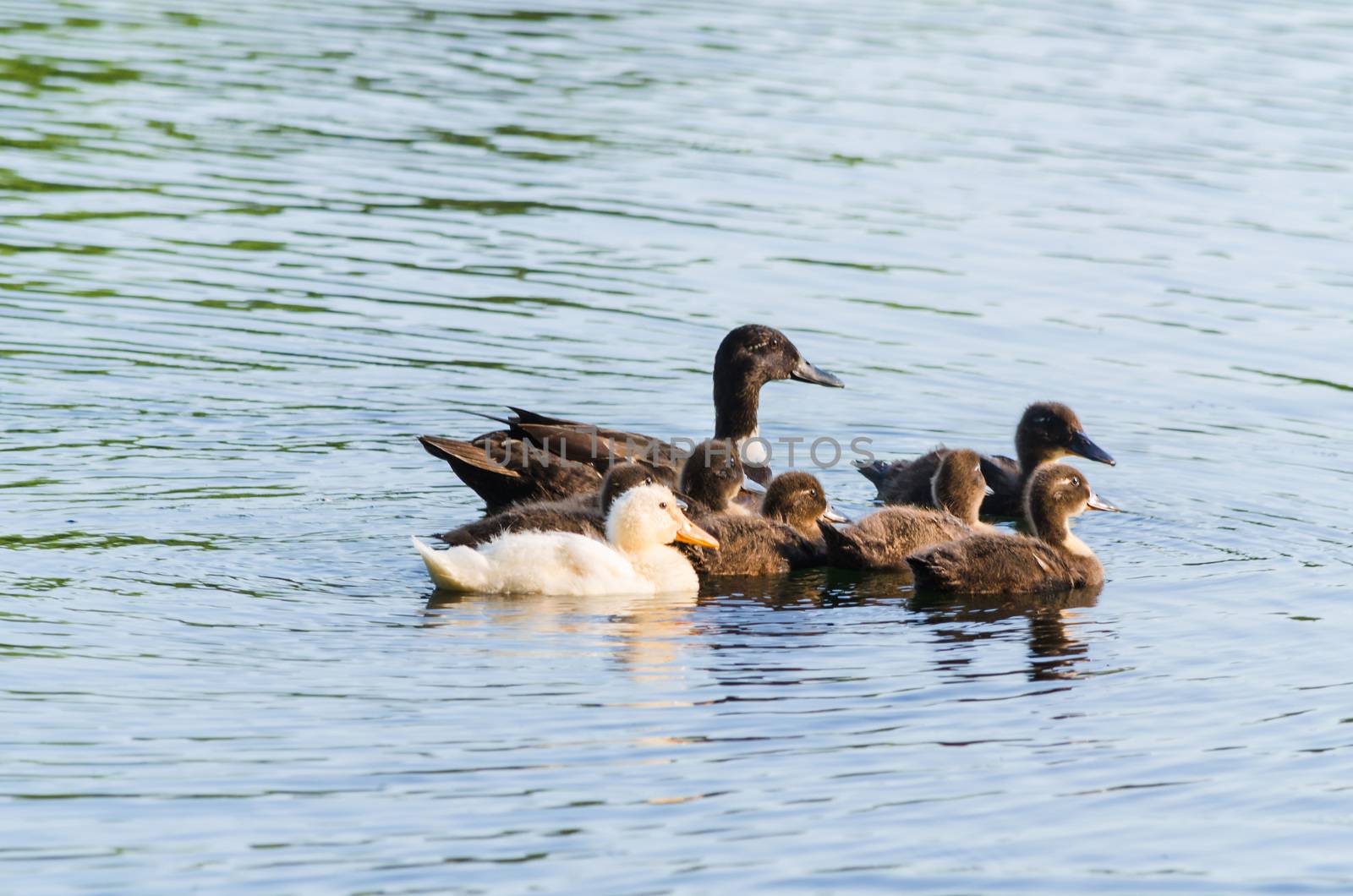 Duck family in the water.                by JFsPic