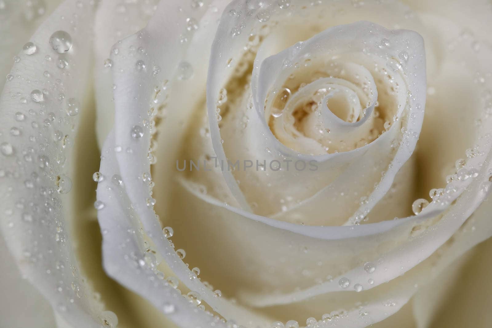 Rosebud with petals in the drops of dew, after a rain.