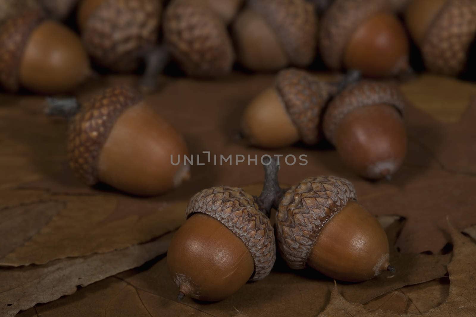 Oak acorns have fallen on the ground in the autumn forest.