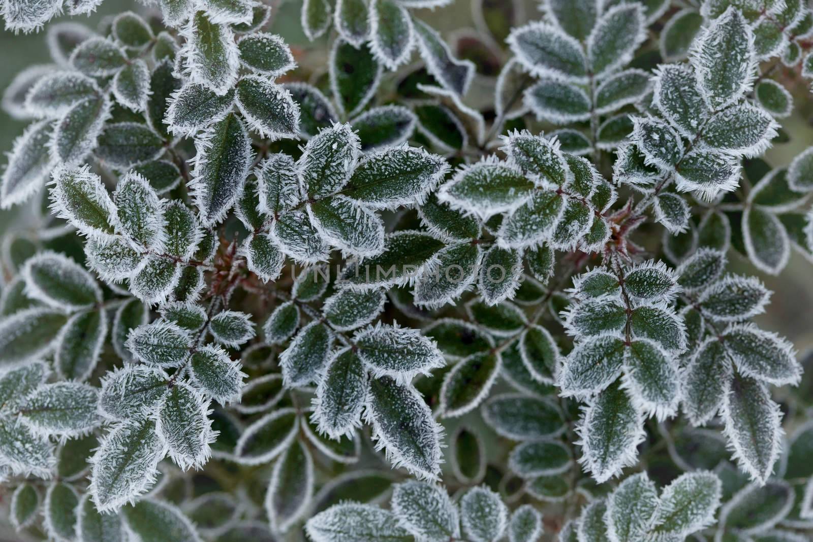 Green leaves of roses, covered with white frost.