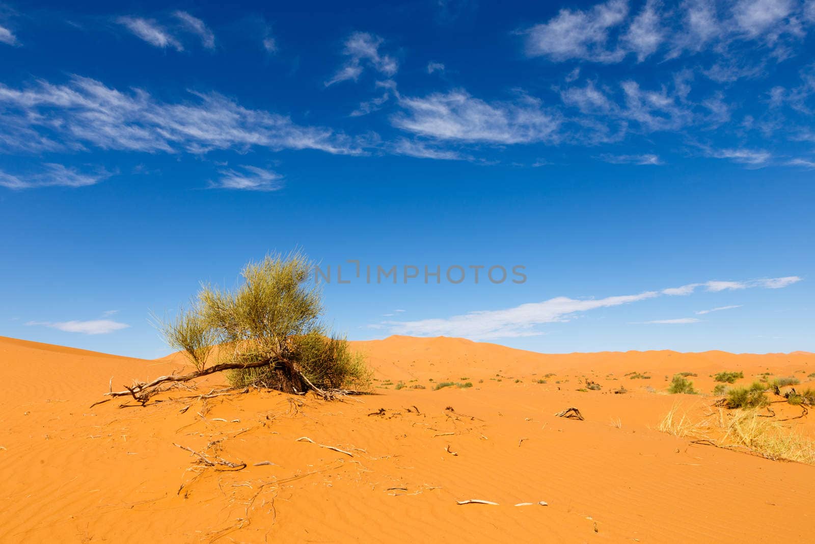 on the background of blue sky green shrub in the Sahara desert