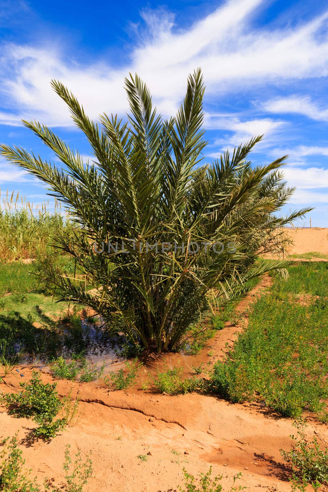 date palms in oasis in Sahara desert, Morocco