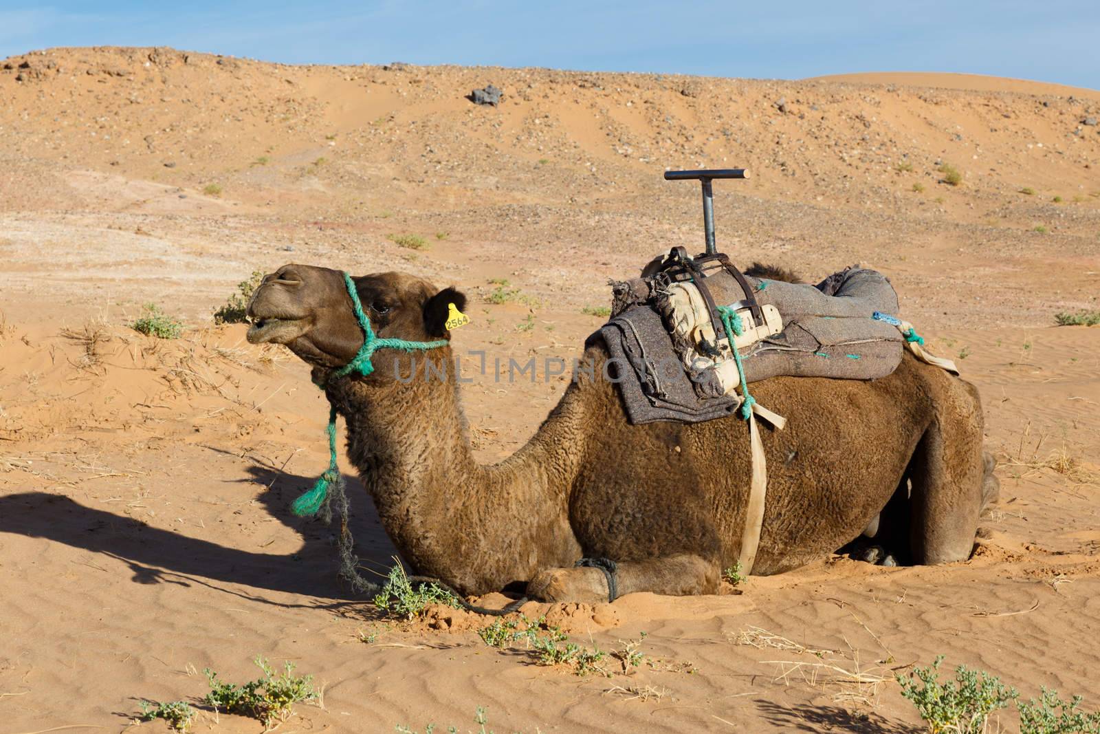 camel lying on the sand in the Sahara desert, Morocco