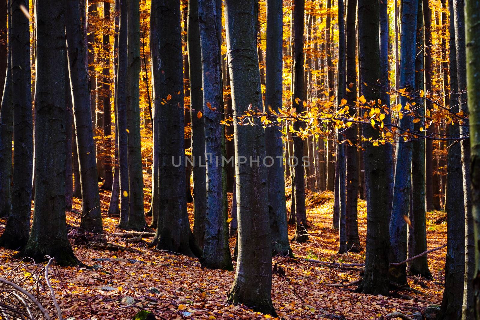 Landscape view of autumn colorful forest trees and foliage