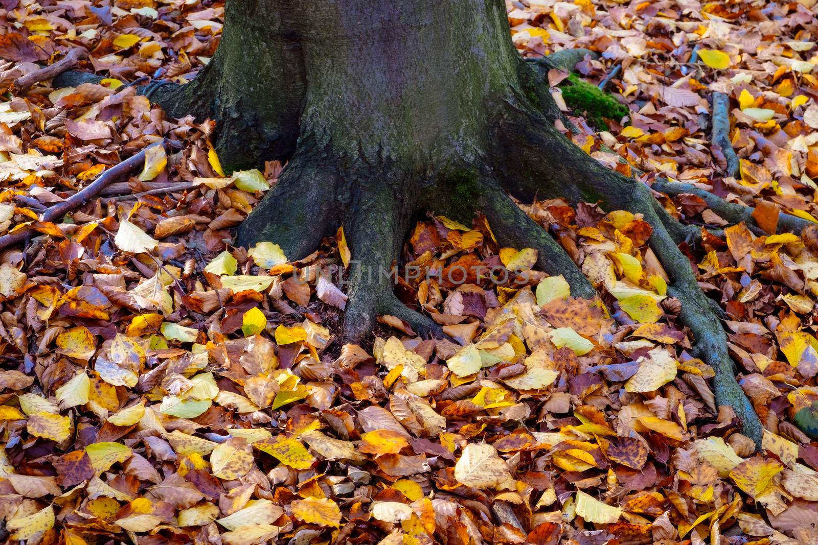 Detail of colorful autumn leaves and tree roots by martinm303
