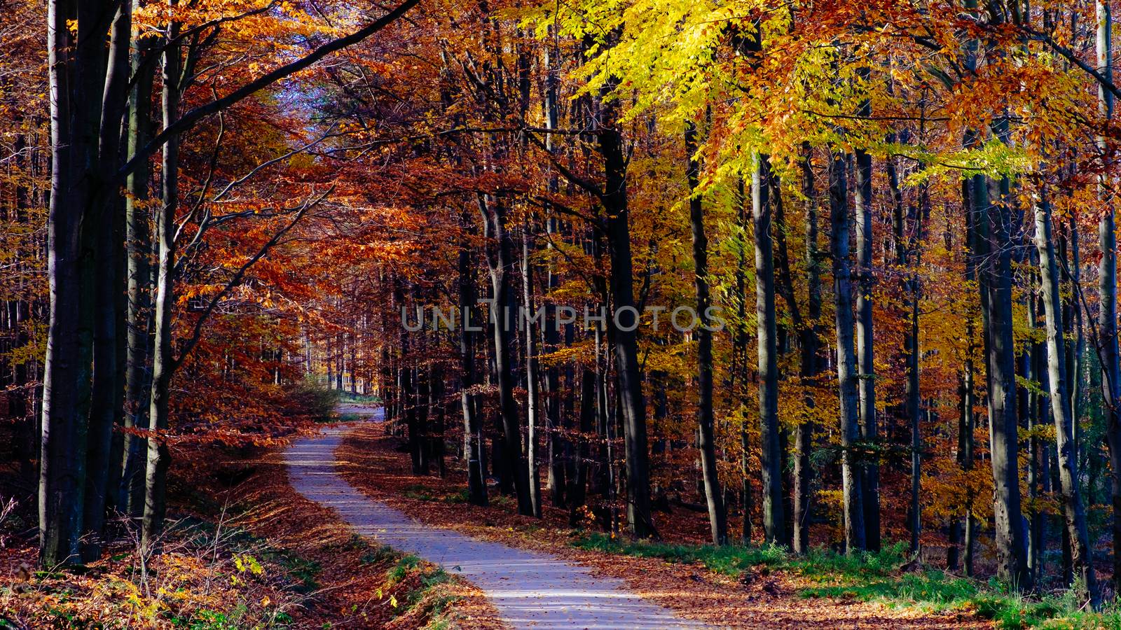 Landscape view of autumn forest colorful foliage, trees and road