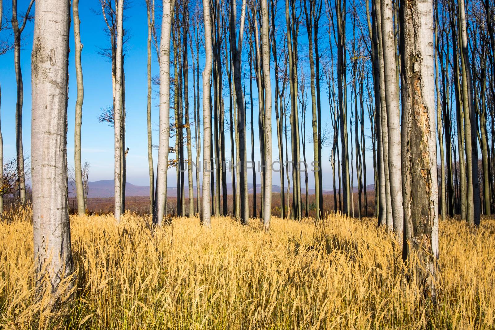 Landscape view of colorful autumn trees and dry grass by martinm303