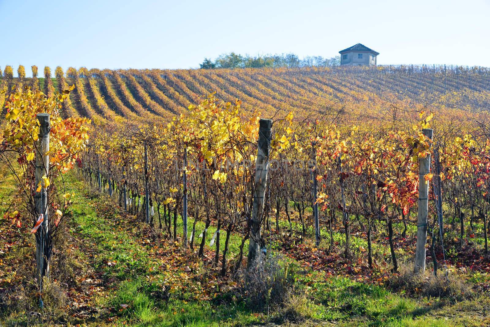 vineyard planted with Barbera in the Italian Oltrep� Pavese by gringox