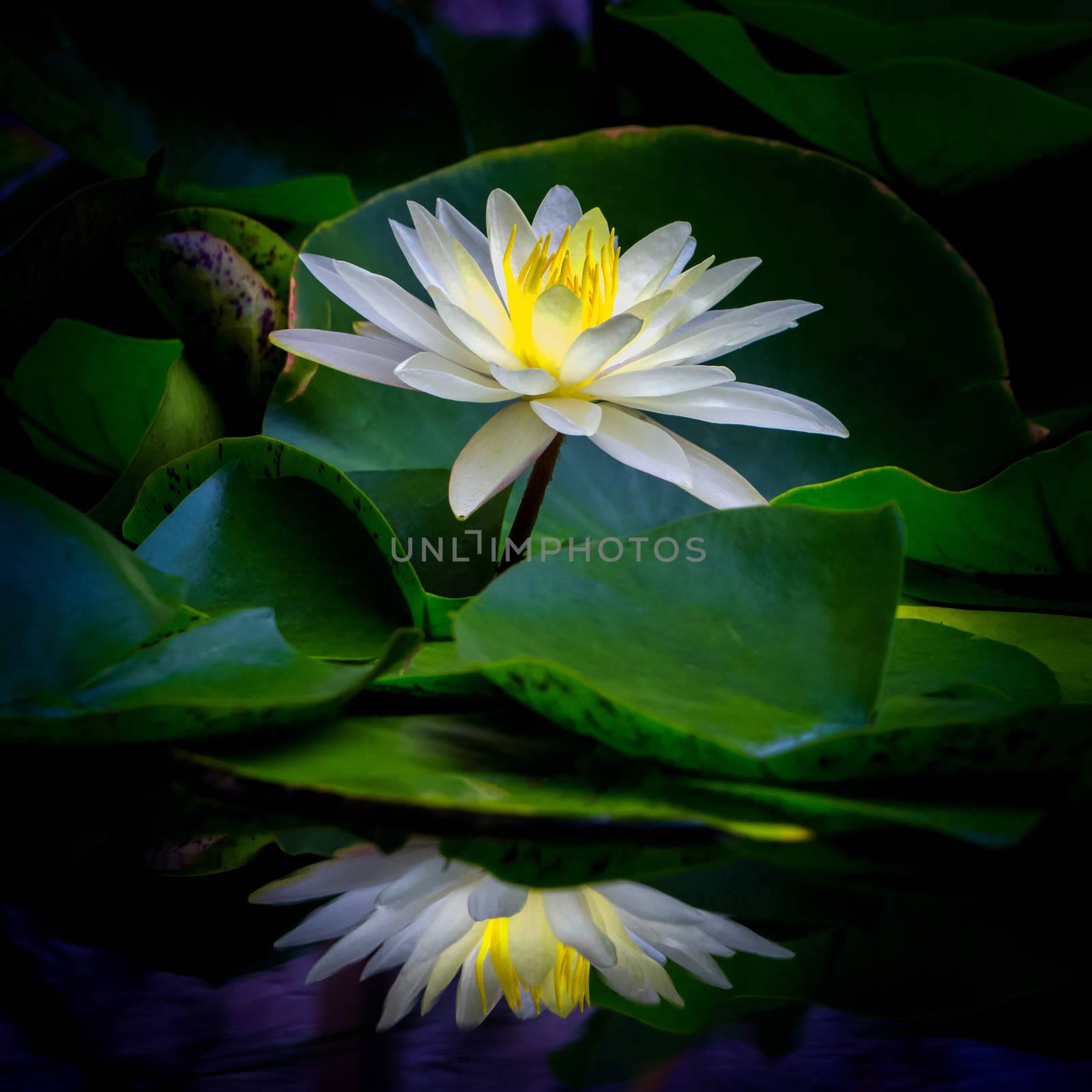 White water lily standing macro in water.