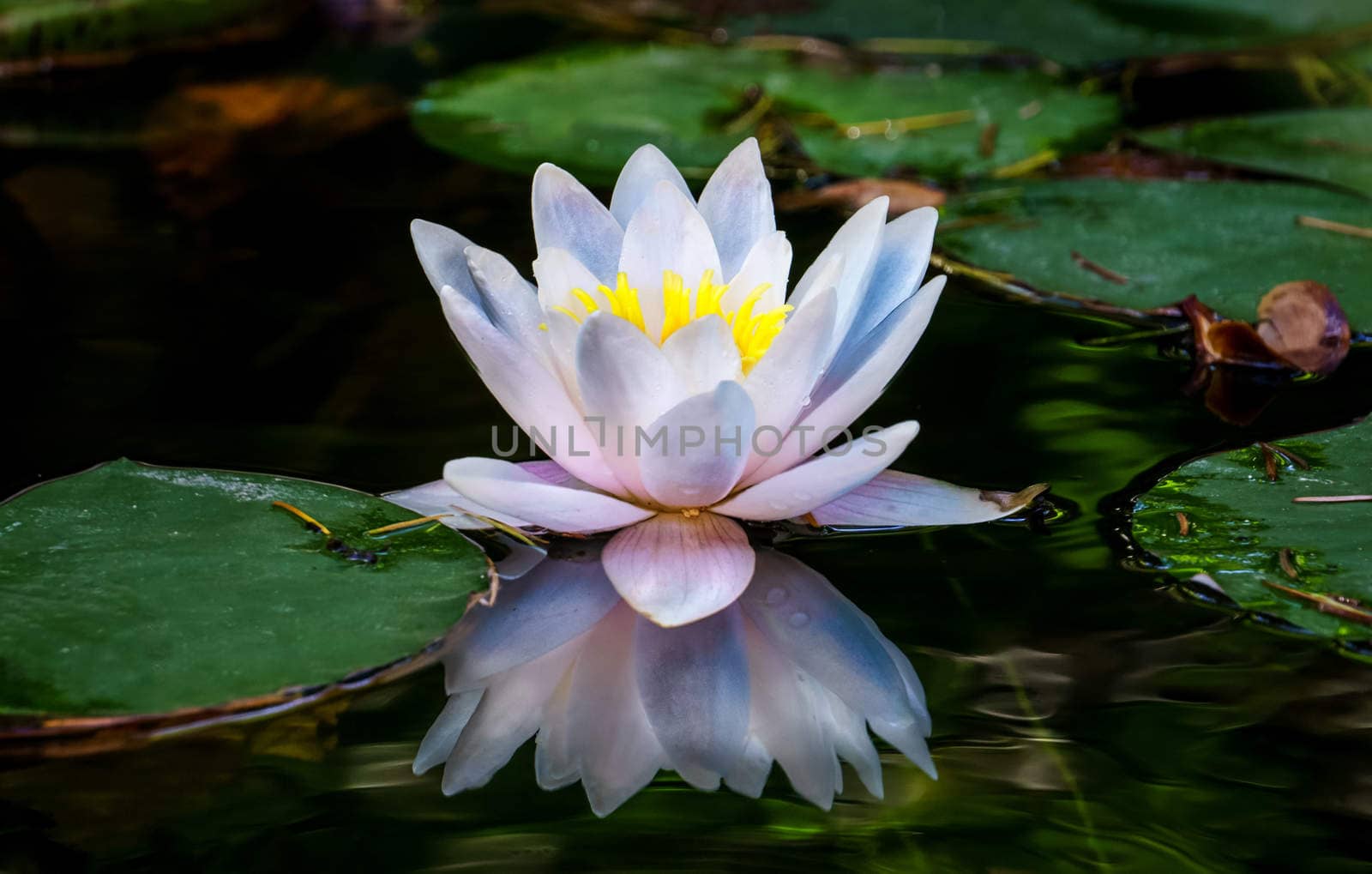 Pastel water lily reflected in water with green foliage.