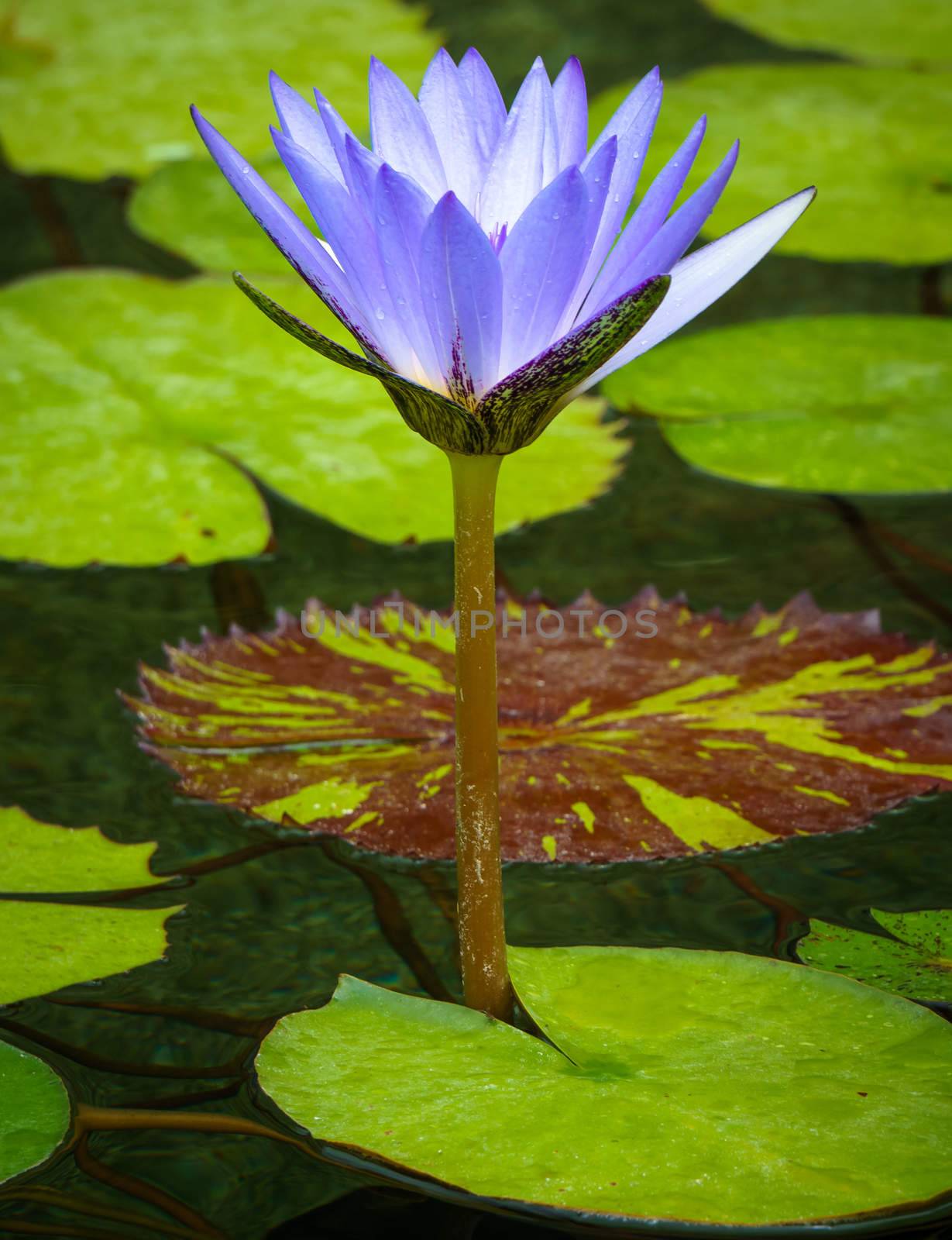 Upright pastel water lily standing vertical in water.
