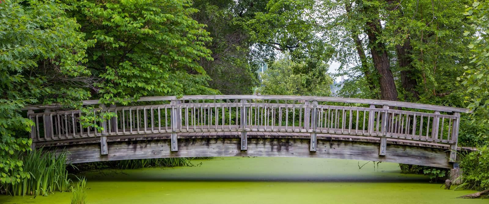 Panoramic view of wood bridge over green pond in summer.