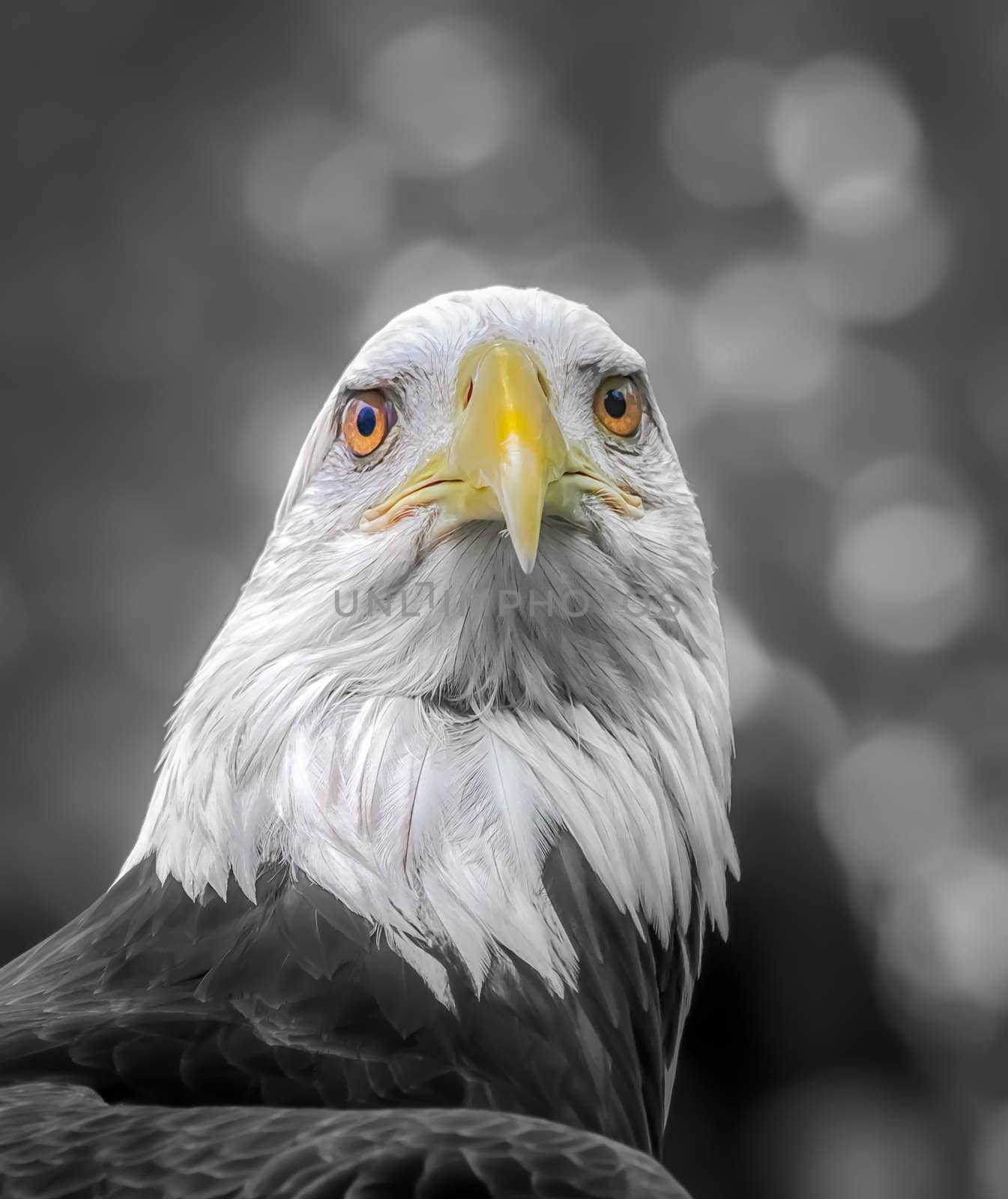 American Bald Eagle portrait in selective color.
