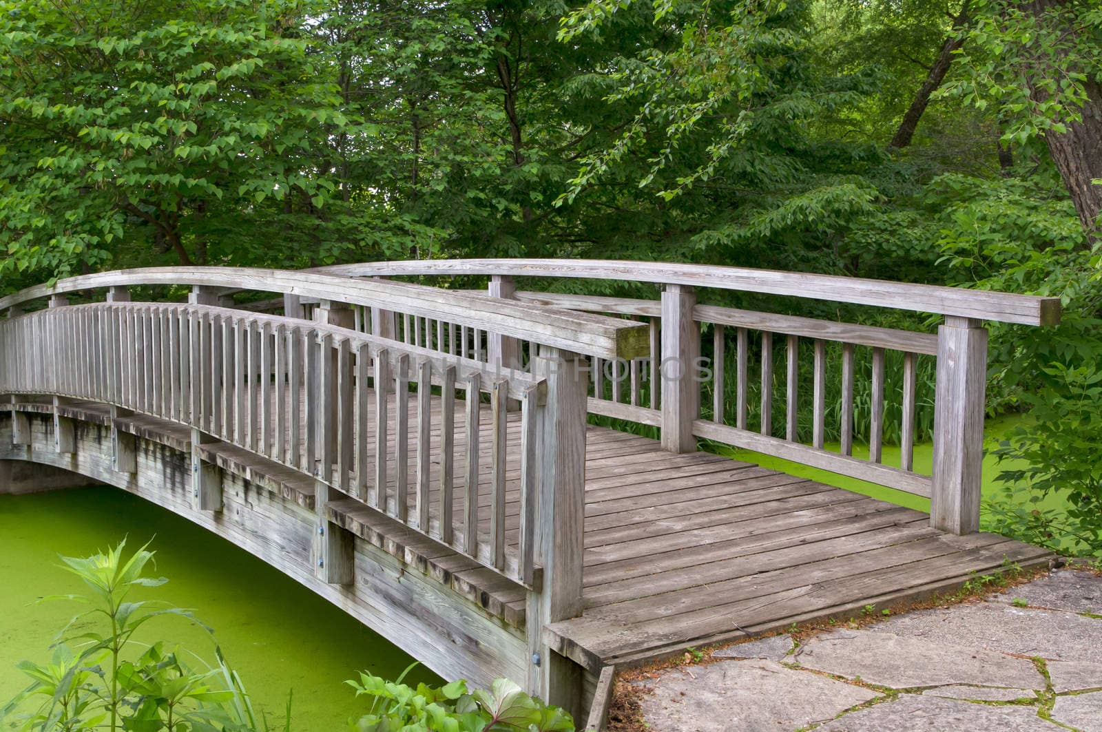 Wood bridge over green pond in summer.