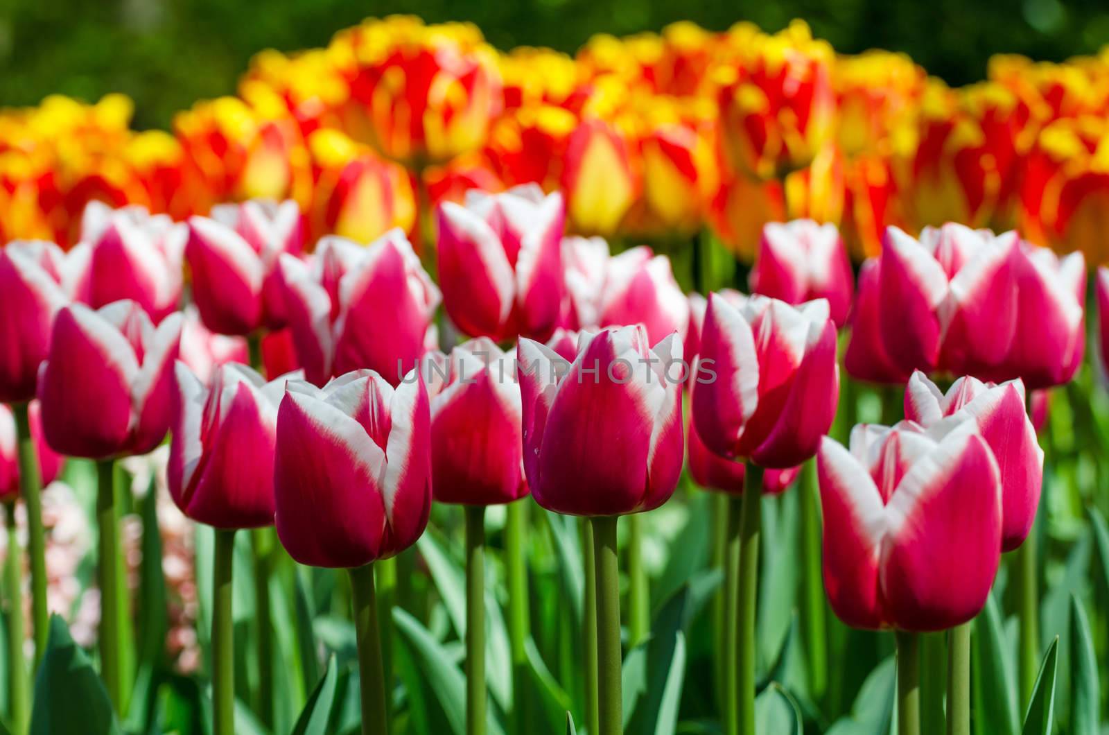 Red tulip in dutch spring garden Keukenhof by siraanamwong