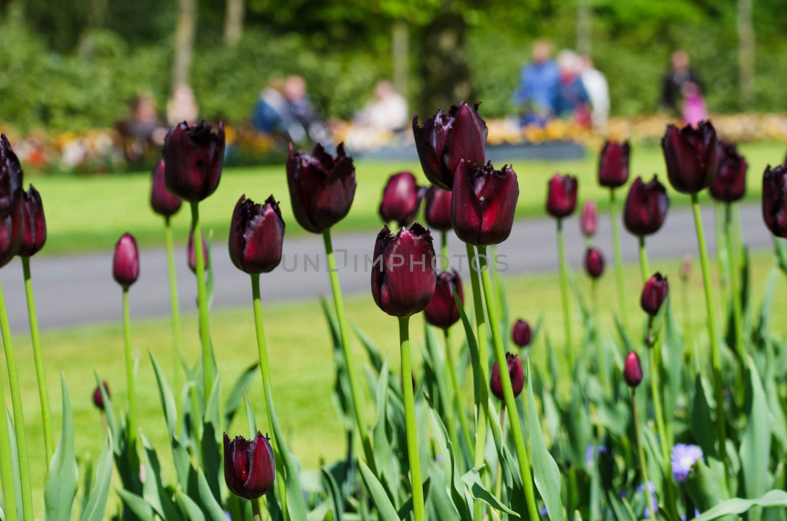 Black tulip flowers in Keukenhof Garden by siraanamwong