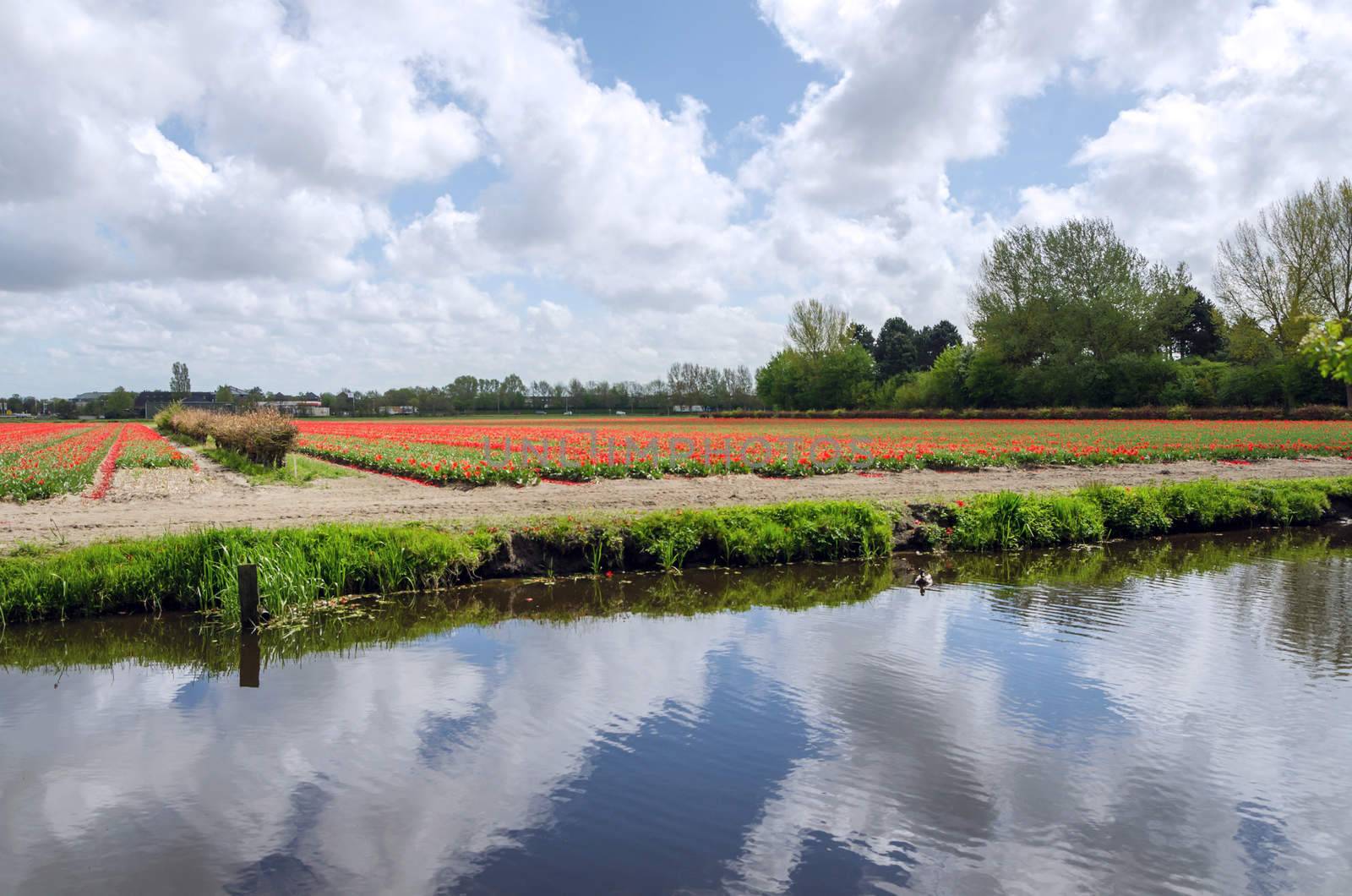 Dutch bulb field near the river in Lisse, The Netherlands